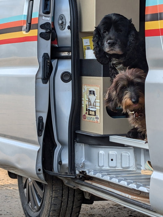 Voyager en van avec ses chiens : notre histoire, nos astuces et les accessoires indispensables